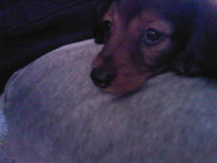 Dværggravhund Smilla - bare lige 5 min mere, så skal jeg nok flytte mig... billede 11