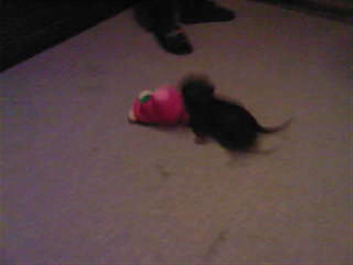 Dværggravhund Smilla - elsker at slås mod min bamse, jeg vinder altid ;) billede 12