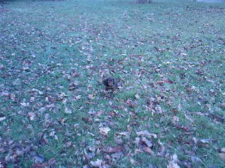 Dværggravhund Smilla - hvis nu jeg sidder helt stille så er der ingen der kan se mig, hehe billede 13