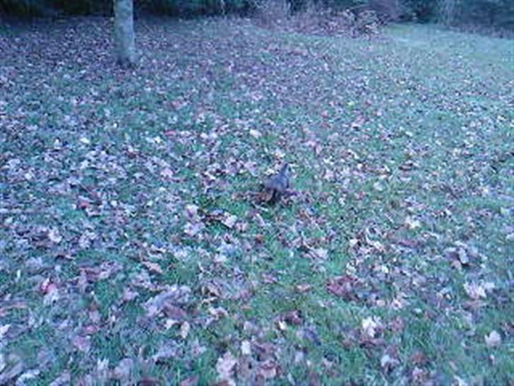 Dværggravhund Smilla - blade er nu sjove at lege med ;P billede 14