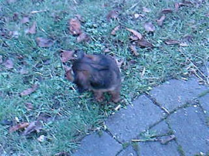 Dværggravhund Smilla - hvad var det? billede 15