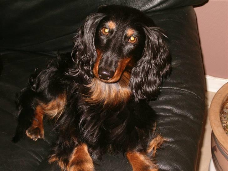 Gravhund Chicho - Min lille øjesten :p En rigtig dejllig en :p billede 7