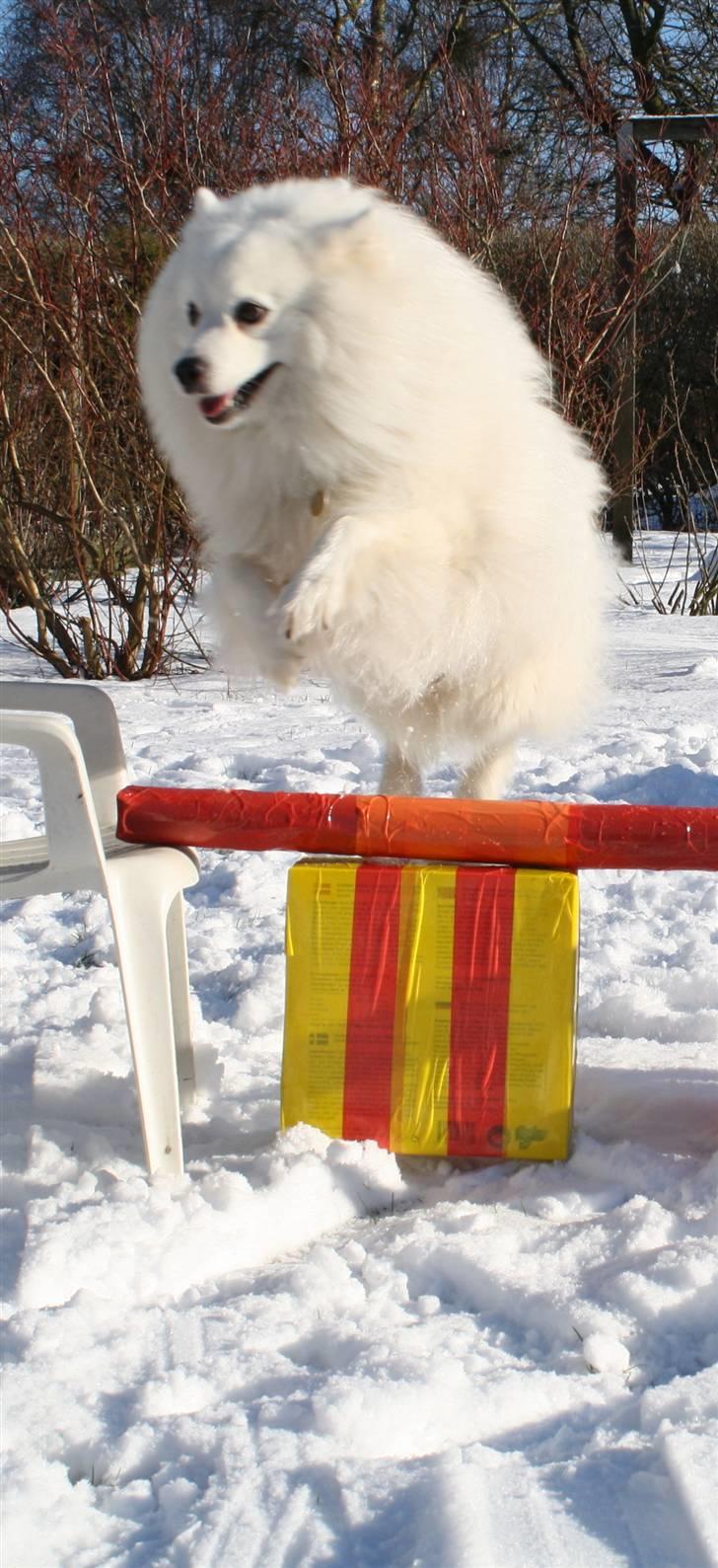 Japansk spids Malik - Malik kan sku springe XD billede 13