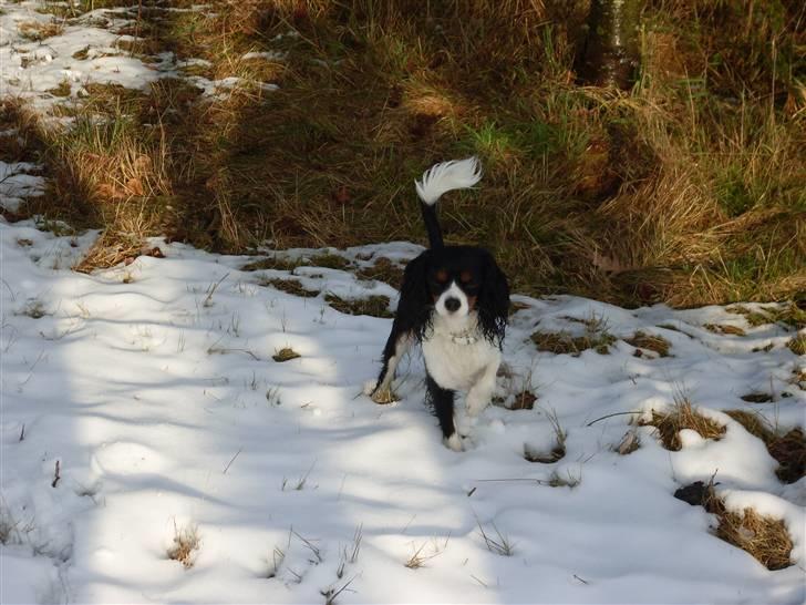 Cavalier king charles spaniel Cavasoles Nala billede 1