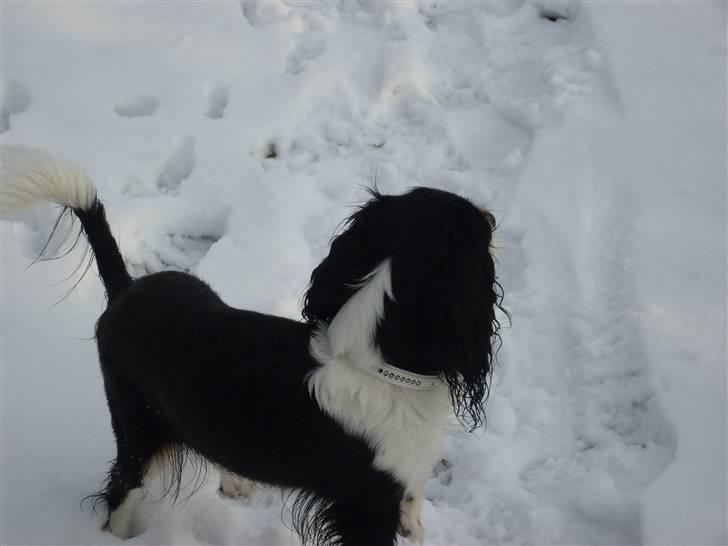 Cavalier king charles spaniel Cavasoles Nala billede 2