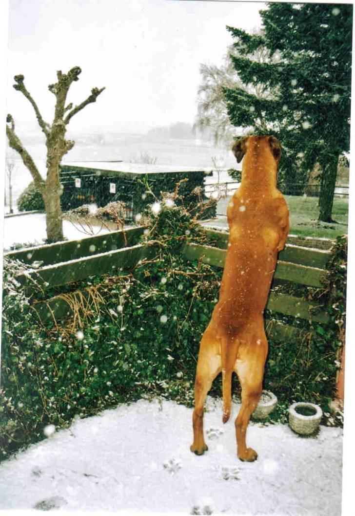 Boerboel Sharka (Teglborg Sharka) billede 14