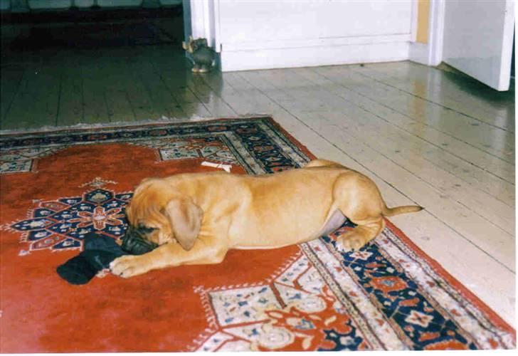 Boerboel Sharka (Teglborg Sharka) billede 15