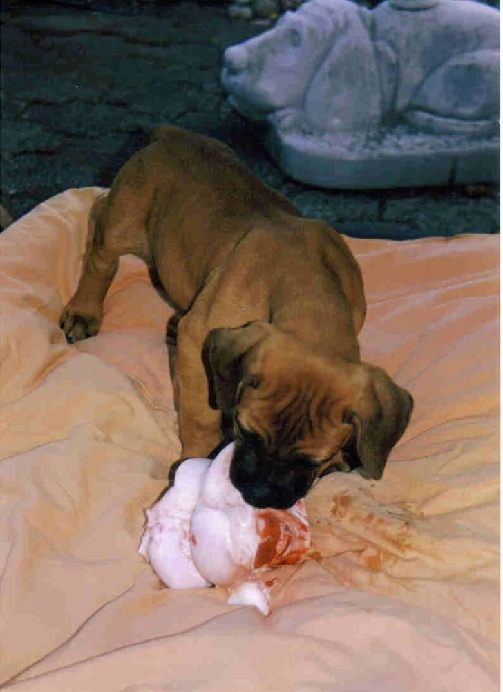 Boerboel Sharka (Teglborg Sharka) billede 16