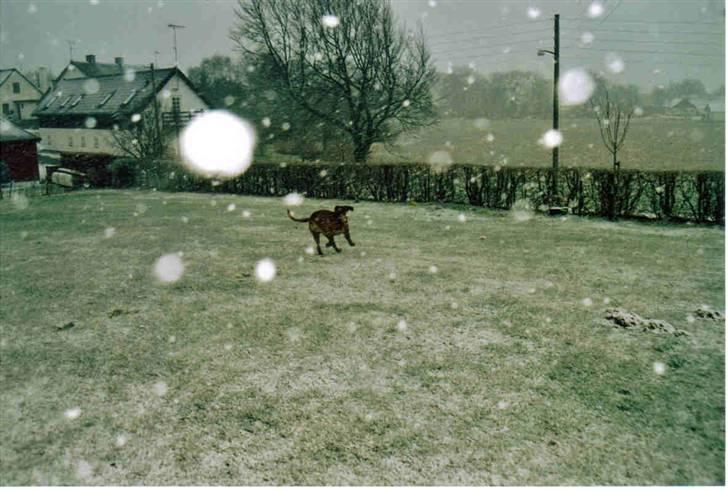 Boerboel Sharka (Teglborg Sharka) billede 17
