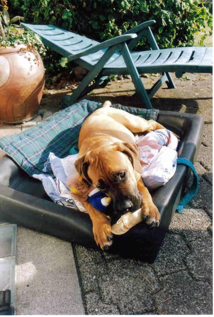 Boerboel Sharka (Teglborg Sharka) billede 18