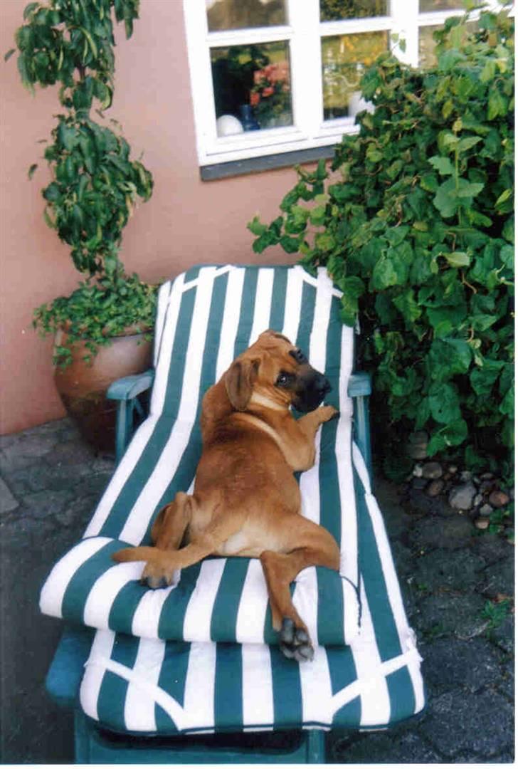 Boerboel Sharka (Teglborg Sharka) billede 19