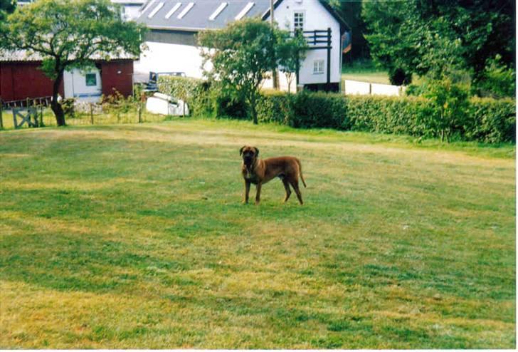 Boerboel Sharka (Teglborg Sharka) billede 20