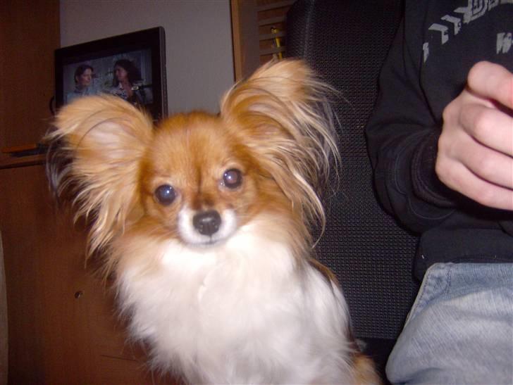 Papillon molly - dette er molly .  Er hun ikke bare køn. billede 1