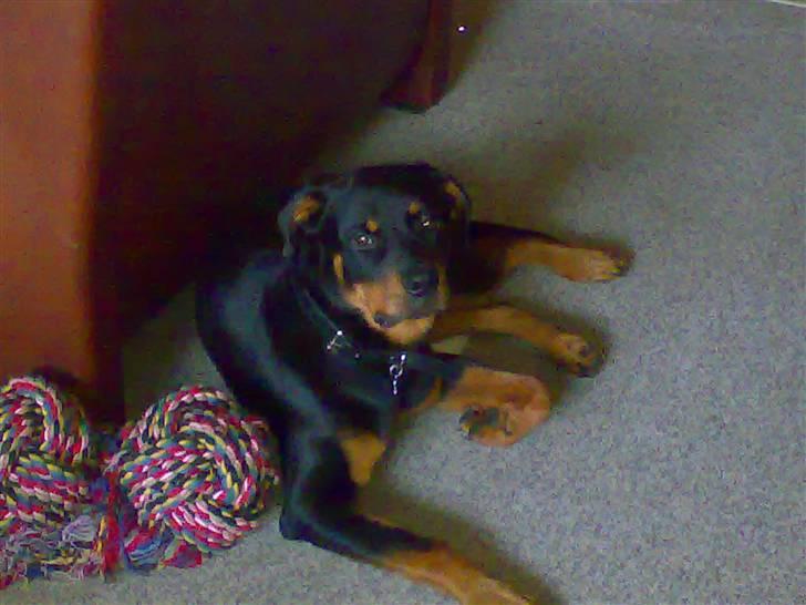 Rottweiler Bella - Har I set mit legetøj billede 2