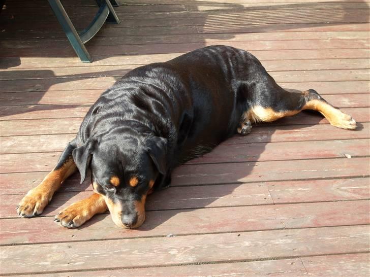Rottweiler Nellie (død) billede 5