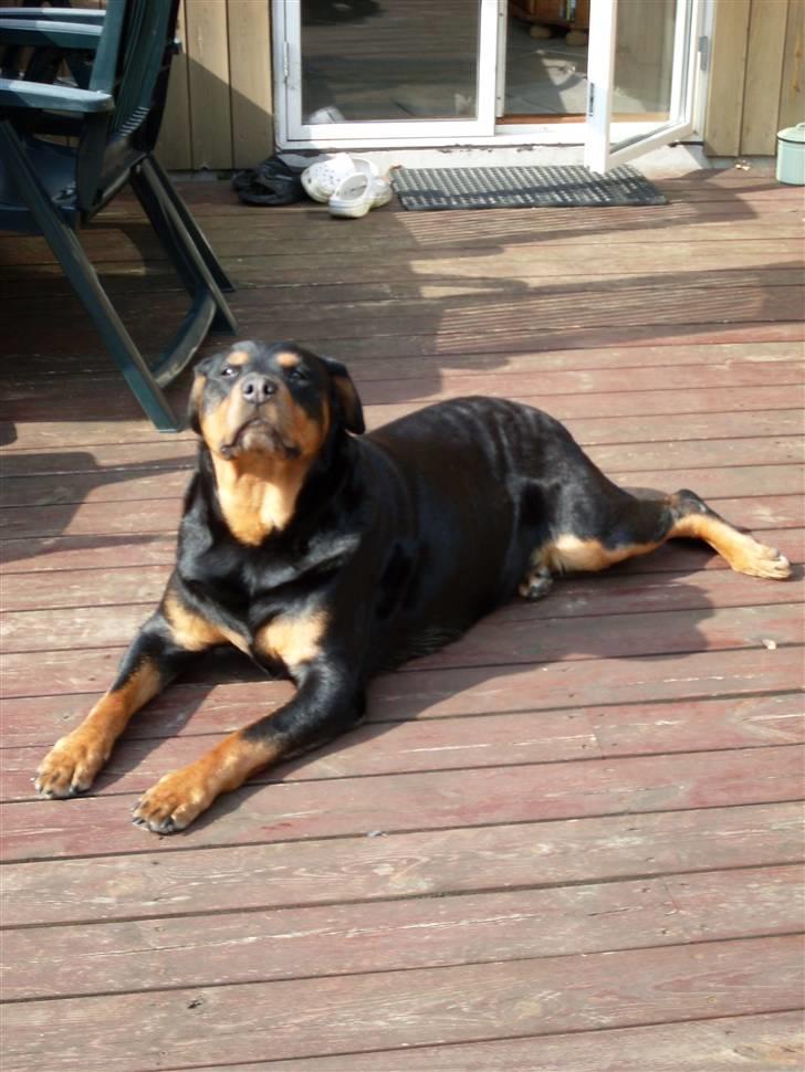 Rottweiler Nellie (død) billede 6