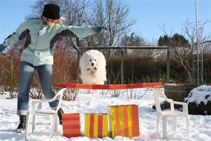 Japansk spids Malik - malik har spunget 77 cm. (dette er ikk så højt) billede 15