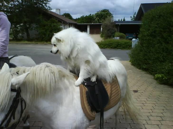 Japansk spids Malik - Malik på hest:D billede 16