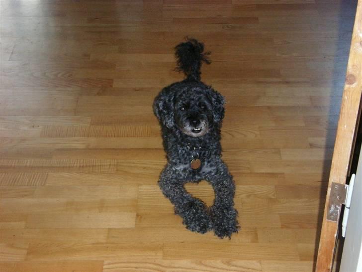 Dværgpuddel Topper *R.I.P* billede 1