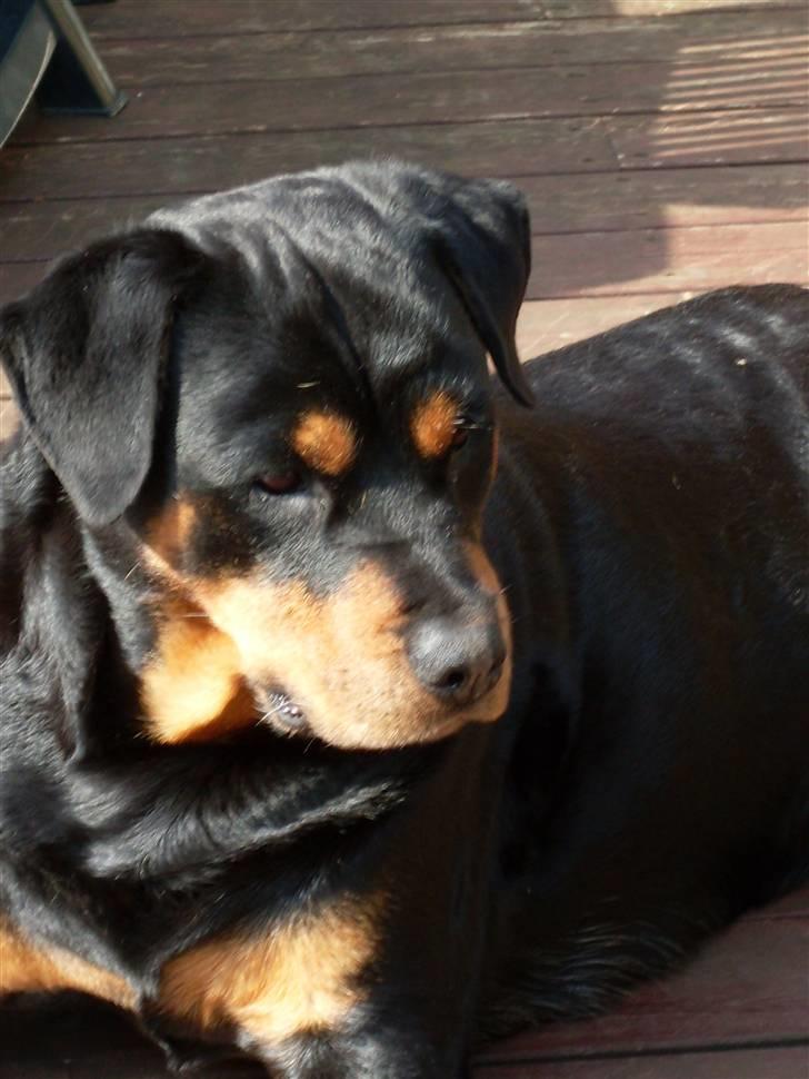 Rottweiler Nellie (død) billede 7