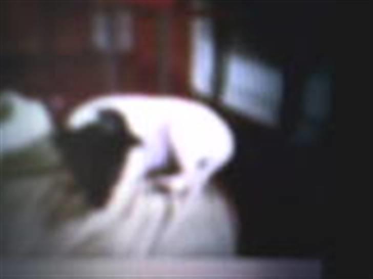 Dansk svensk gaardhund Cille - Cille vil også sove på ryggen af folk billede 14