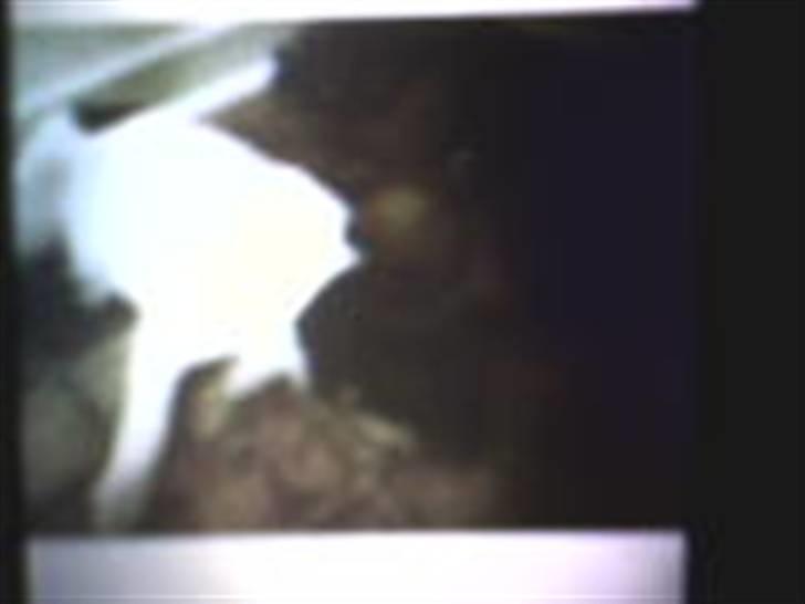 Dansk svensk gaardhund Cille - sover igen:P billede 15