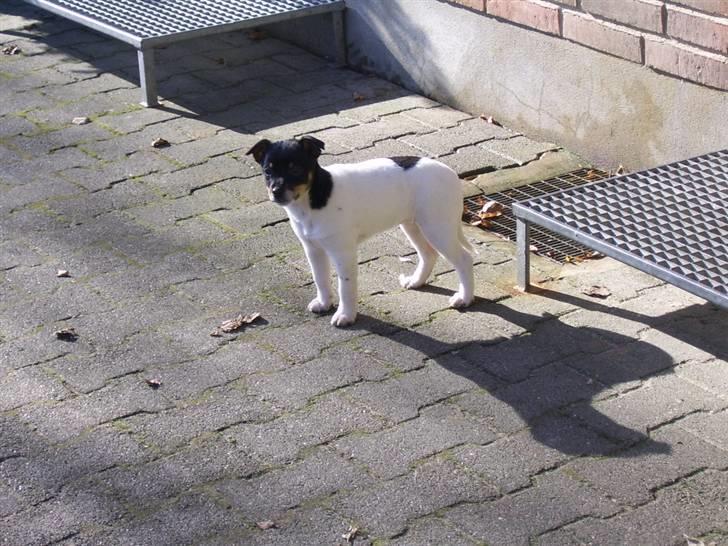 Dansk svensk gaardhund Cille - cillle på 2. dag vi havde hende billede 17