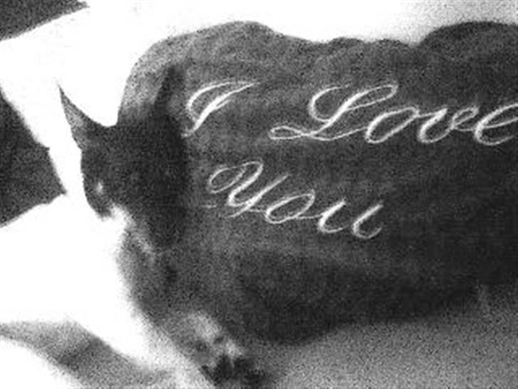 Dansk svensk gaardhund Cille - Yndlings billede, fandt en dag cille ligge sådan. er det ikke et sødt? jeg er helt vild med det:) billede 18