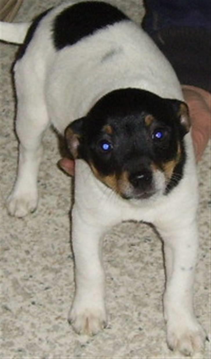 Dansk svensk gaardhund Cille - Det er den Cille vi faldt for, sådan så hun ud, den dag vi kiggede på hende, og faldt for hende, ved første øjekast:) billede 19