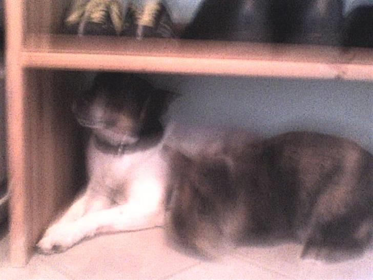 Dansk svensk gaardhund Cille - Cille, her under sko reolen, jah sammen med min kanin billede 20