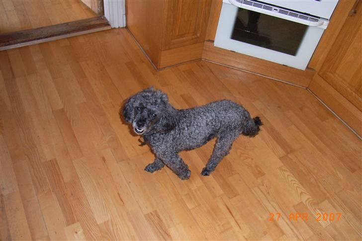 Dværgpuddel Topper *R.I.P* billede 2