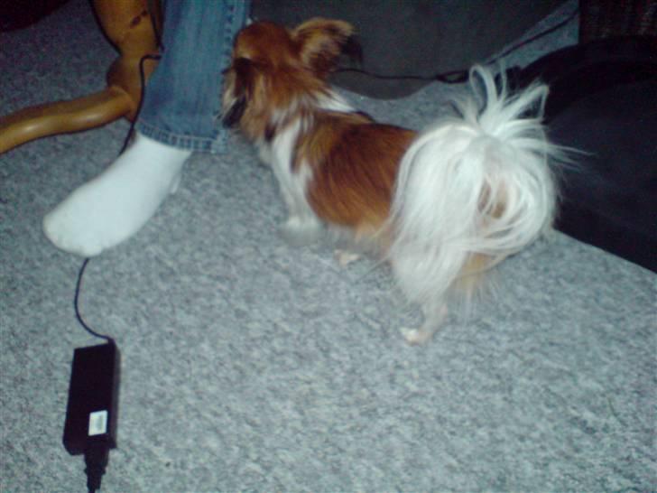 Papillon molly - her er jeg så bagfra billede 3