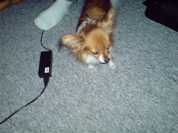 Papillon molly - molly ligger på lur efter bams ( det er hendes bamse) billede 4