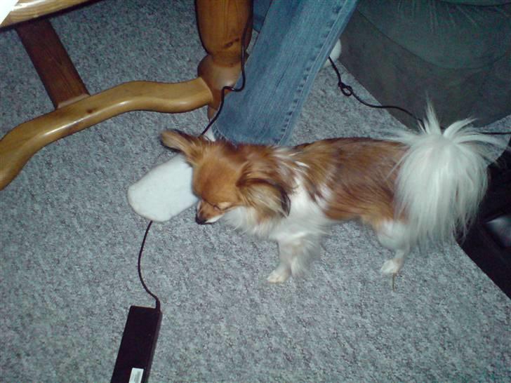 Papillon molly - hvor er bamsen henne billede 5