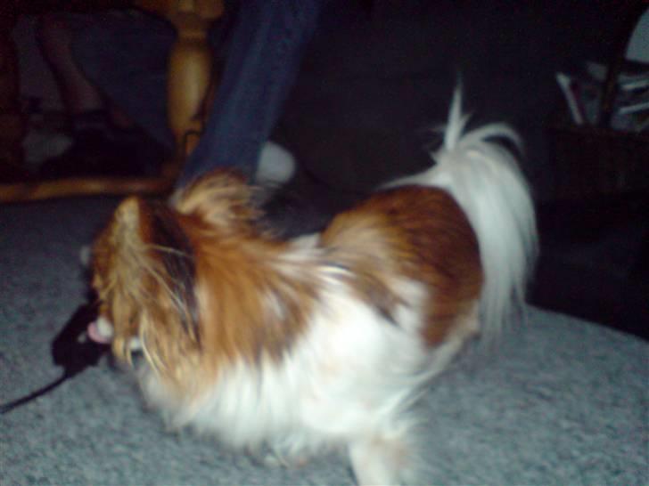 Papillon molly billede 6