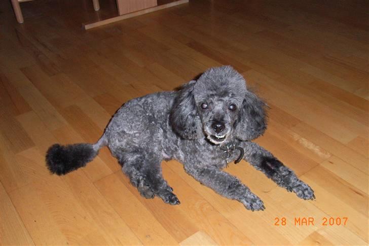 Dværgpuddel Topper *R.I.P* billede 3