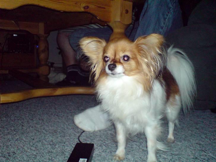 Papillon molly billede 7