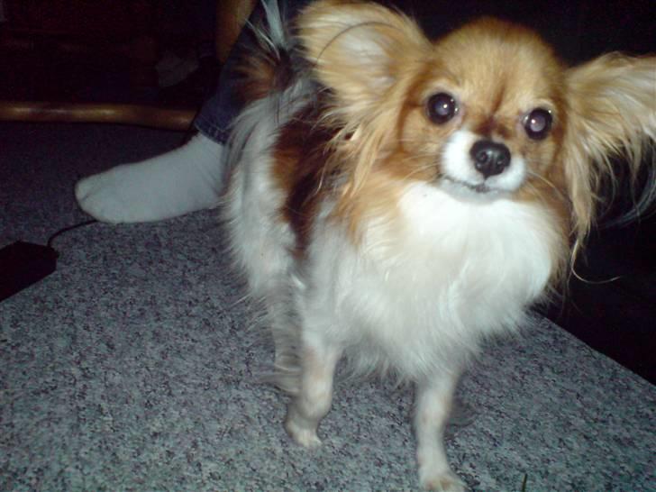 Papillon molly - molly er en rigtig god hund og vil aldtid leje  billede 8