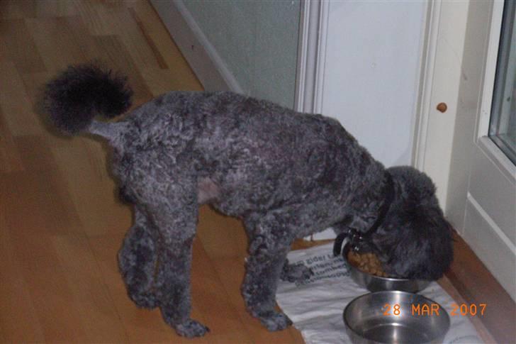 Dværgpuddel Topper *R.I.P* billede 4