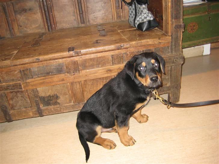 Blanding af racer Gonzo billede 1