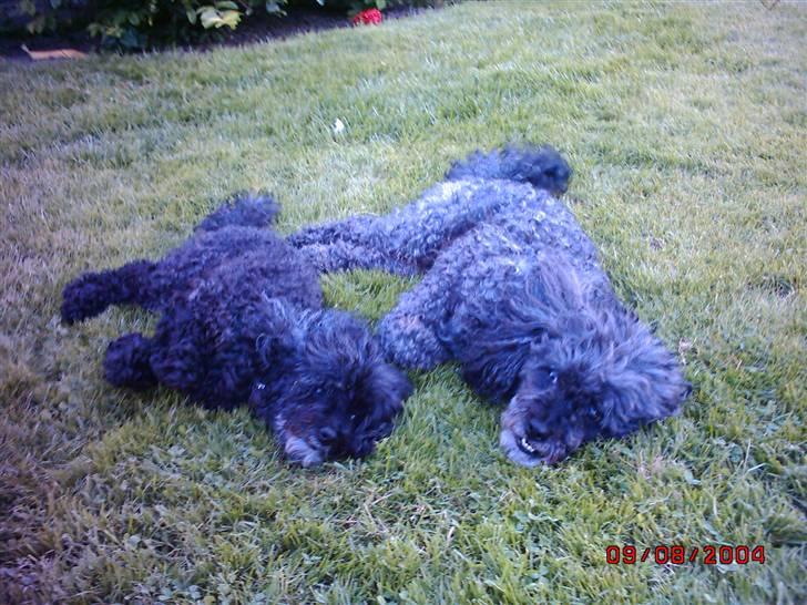 Dværgpuddel Topper *R.I.P* billede 5