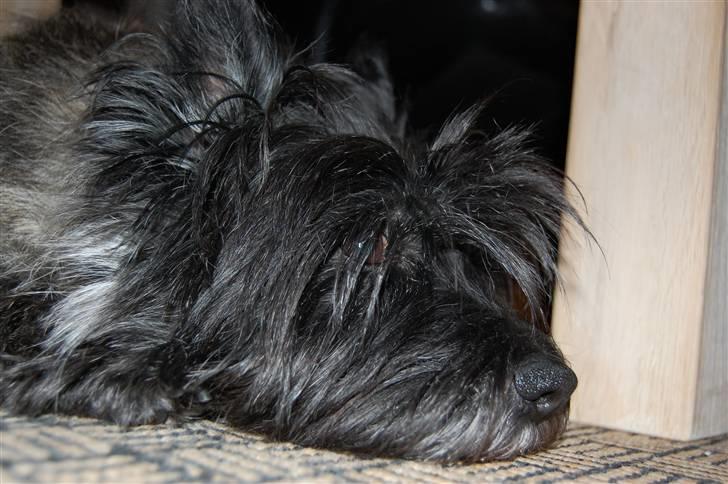 Cairn terrier Timmy - Under bordet xD billede 19