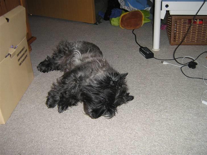 Cairn terrier Timmy - Nej, nu gider jeg ikke mere ;-* billede 20