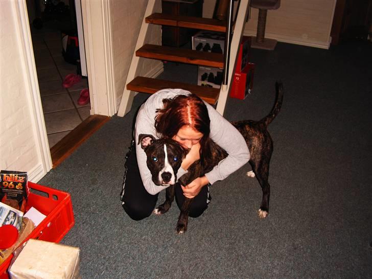 Amerikansk staffordshire terrier Otto billede 19