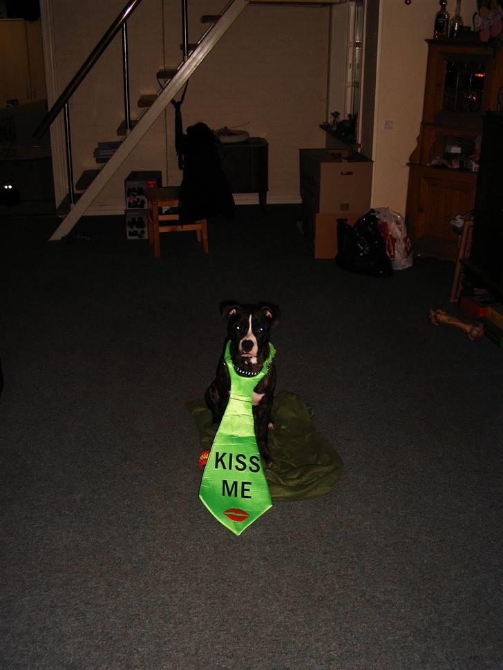 Amerikansk staffordshire terrier Otto billede 20