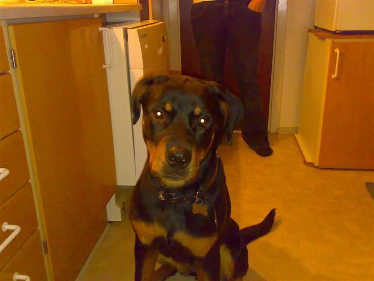 Rottweiler Bella billede 10