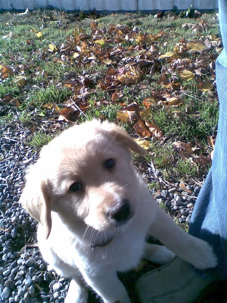 Golden retriever beddy billede 10