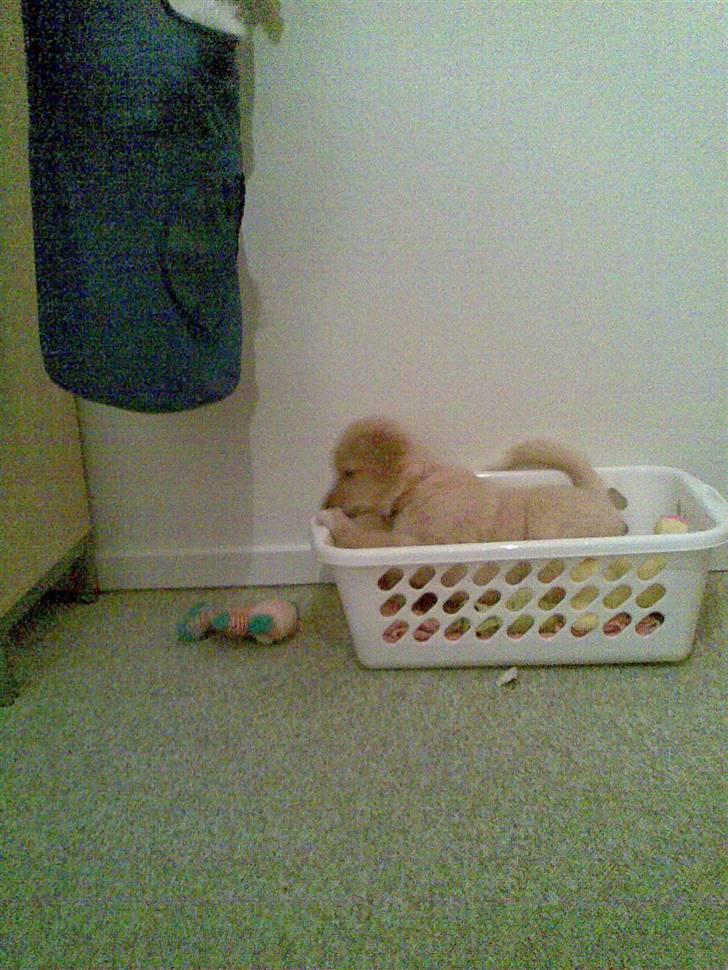 Golden retriever beddy billede 11