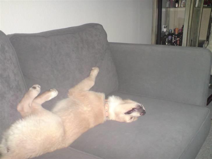 Golden retriever beddy billede 12