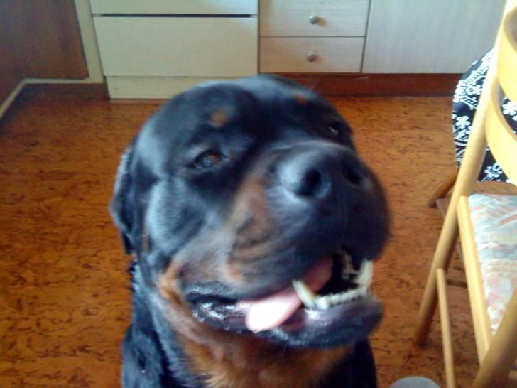 Rottweiler kato= Moars basse - jaaa hva skal man dog skrive *SS* bare dejlig billede 18